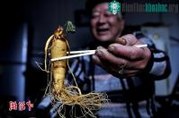 Ảnh Nhân sâm ngâm rượu 7 năm bỗng nở hoa xanh biếc
