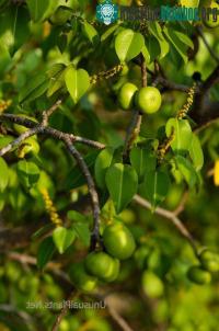 Ảnh Những loại cây độc nhất thế giới