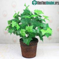 Ảnh 12 loại cây làm sạch không khí trong nhà