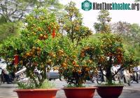 Ảnh Khám phá thú vị về cây quất cảnh ngày Tết
