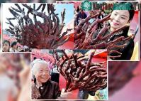 Ảnh Linh chi nhung hươu nghìn năm ở Trung Quốc
