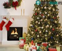 Ảnh Quy trình chăm sóc cây thông Noel