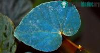 Ảnh Vì sao một số loài cây có lá màu xanh lam?