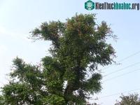 Ảnh Khám phá bất ngờ về cây tầm gửi