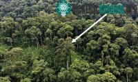 Ảnh Cây nhiệt đới cao nhất thế giới ở Malaysia