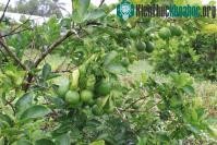 Ảnh Những loại trái cây không hạt thu lời "khủng" của dân Việt
