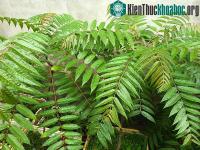 Ảnh 10 loại rau góp phần chữa bệnh nan y chỉ "thò tay là hái được"