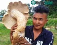 Ảnh Xôn xao phát hiện 3 cây nấm khổng lồ chưa từng thấy