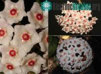 Ảnh Nhận dạng loài hoa được tìm thấy sau 100 năm ở Hải Phòng