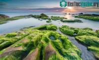 Ảnh Loài rêu cổ đại đã chuẩn bị cơ sở để loài người xuất hiện