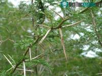 Ảnh 9 cơ chế tự bảo vệ của thực vật