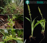 Ảnh Phát hiện loài hoa lan mới ở Khánh Hòa