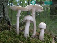 Ảnh Ngắm nghía loài "nấm thần chết" ở Việt Nam