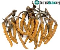 Ảnh Đông trùng hạ thảo phát triển như thế nào