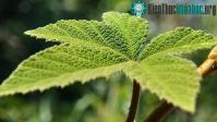 Ảnh Thực vật biết nhận thức và giao lưu với con người