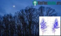 Ảnh Bằng chứng cho thấy cây cối cũng biết "đi ngủ" giống như con người