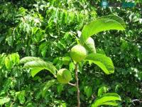 Ảnh Khiếp sợ loài cây độc giết người trong 7 bước đi của Việt Nam
