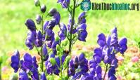 Ảnh Chiêm ngưỡng loài hoa “nữ hoàng độc dược” của Việt Nam