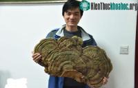 Ảnh Nấm linh chi trăm tuổi mọc dưới gốc cổ thụ