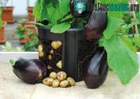 Ảnh Ngọn cà tím đẻ chi chít củ khoai tây