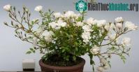 Ảnh Trồng hoa hồng từ củ khoai tây