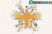 Ảnh Phương pháp ngăn chặn Virus Zika: Dùng muỗi diệt muỗi