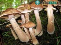 Ảnh Cận cảnh "quái vật" có cơ thể lớn nhất trên thế giới