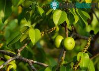 Ảnh Loài cây độc nhất thế giới