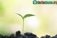 Ảnh Thực vật có ý thức hay không?