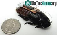 Ảnh Gián hỗ trợ công tác cứu hộ