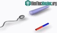 Ảnh Đã có robot sinh học đầu tiên dựa trên tinh trùng