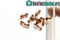 Ảnh Kiến cũng biết thay đổi các ưu tiên