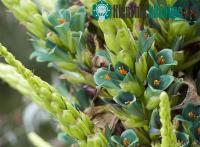 Ảnh Cây cực hiếm 100 năm mới trổ hoa rồi chết