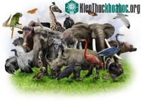 Ảnh Liệu sinh học tổng hợp có bảo vệ được cuộc sống hoang dã?