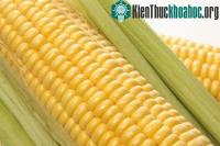 Ảnh Phản bác ngô biến đổi gene gây ung thư trên chuột