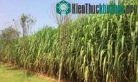 Ảnh Loài cỏ có thể là niêu Thạch Sanh hút CO2