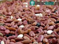 Ảnh Mexico lai tạo thành công giống đậu mới giàu axít folic