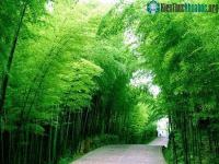 Ảnh Những bí mật nhỏ của tre