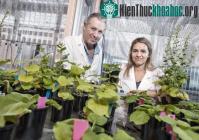 Ảnh Cây nghìn năm giữ bí quyết trồng rau trong vũ trụ