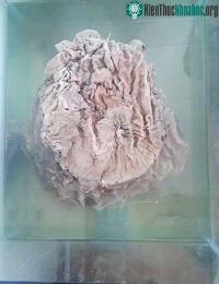 Ảnh Nấm linh chi 25kg giá ước tính gần một tỷ USD