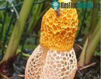 Ảnh Phát hiện loại nấm ngửi vào có thể đạt cực khoái