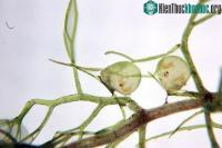Ảnh Tốc độ bắt mồi siêu nhanh của cây ăn thịt