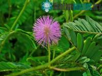 Ảnh Những điều kỳ thú trong thế giới thực vật