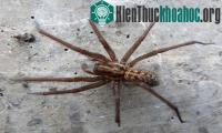 Ảnh Nhện nhà to ngang chuột "xâm lược" các gia đình ở Anh