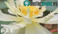 Ảnh Hạt sen 600 tuổi bất ngờ "thức dậy" nở hoa ở Trung Quốc