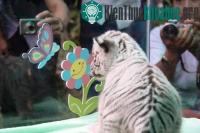 Ảnh Nhân giống thành công hổ trắng Bengal ở Thảo Cầm Viên