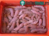 Ảnh Trung Quốc biến đổi thành công gene hải sâm trắng