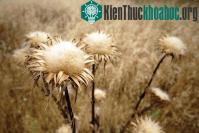 Ảnh Âm thanh của cây đang chết khô nghe như thế nào?