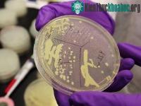 Ảnh Thử nghiệm thành công cấy ghép gene người trên nấm men