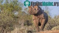 Ảnh Mỹ giải mã thành công bộ gen tê giác đen